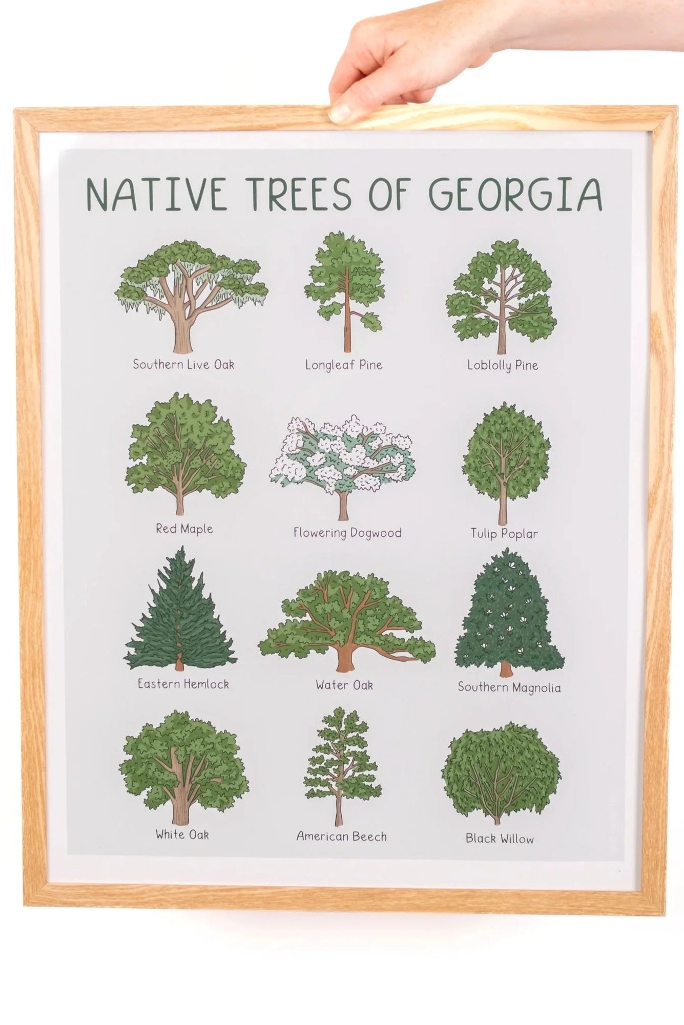 Native Trees of Georgia Print